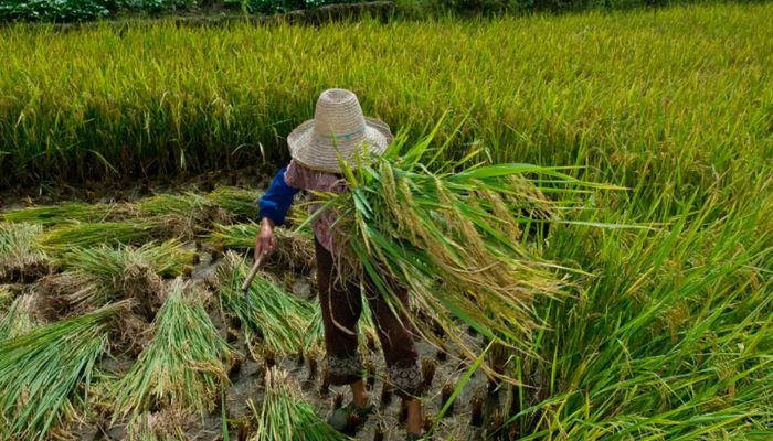  Garantia de direitos trabalhistas no campo ainda enfrenta desafios 